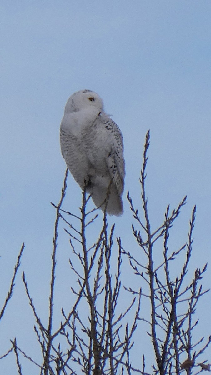 Elur-hontza - ML646997253