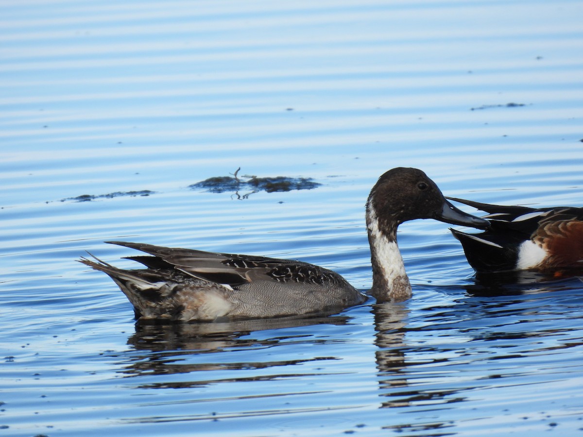 Northern Pintail - ML646997258