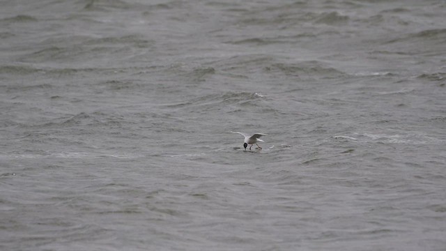 Bonapartemöwe - ML646997260