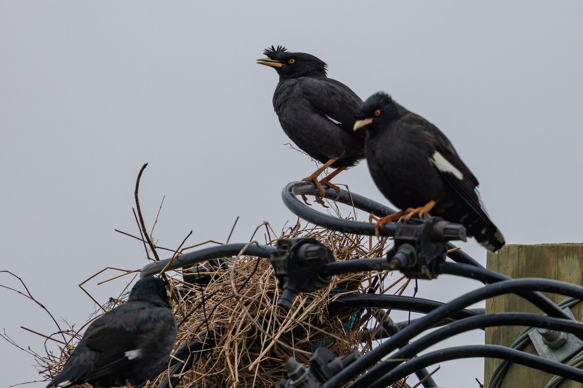 Crested Myna - ML646997262