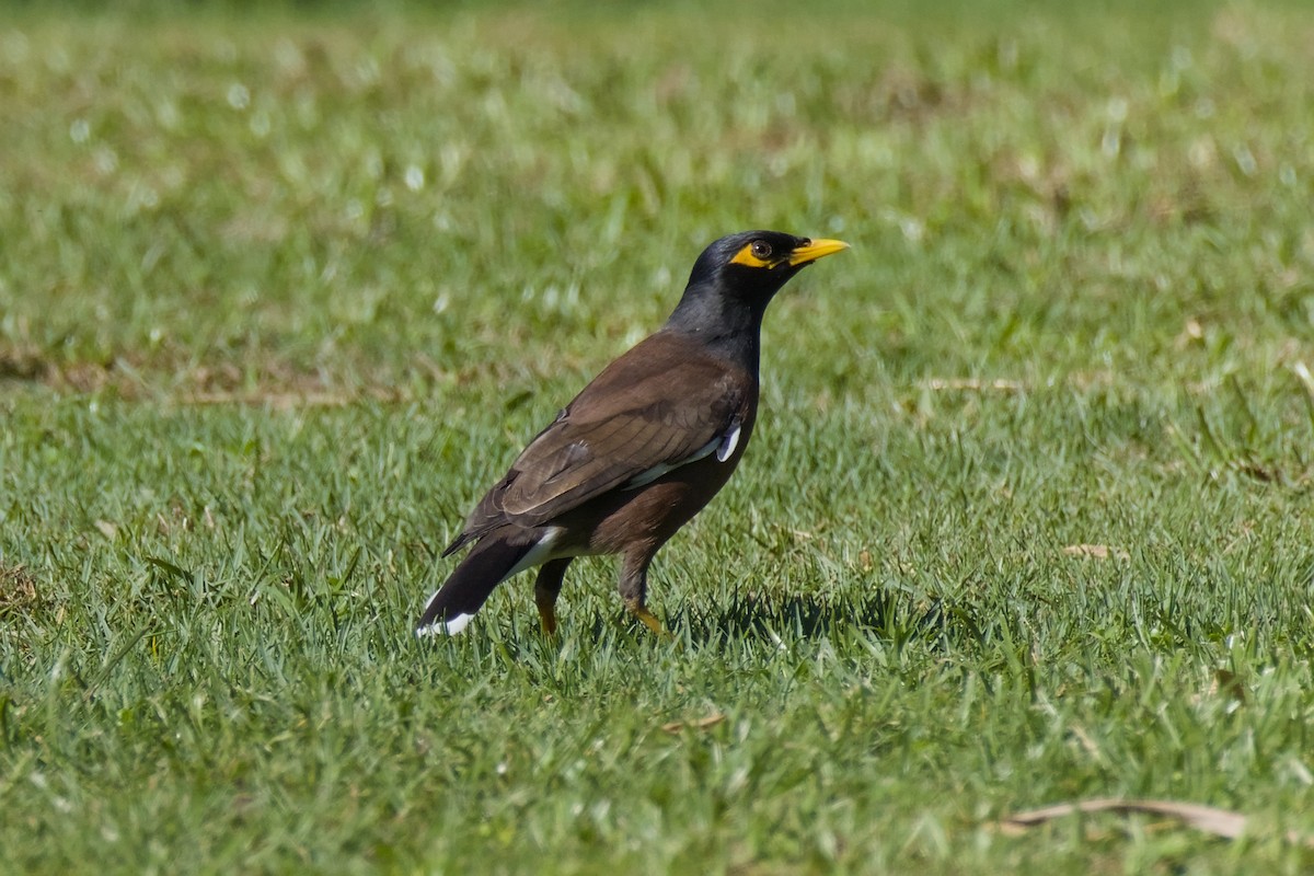 Common Myna - ML646997271