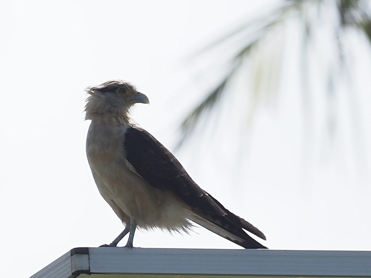 Caracara Chimachima - ML646997272