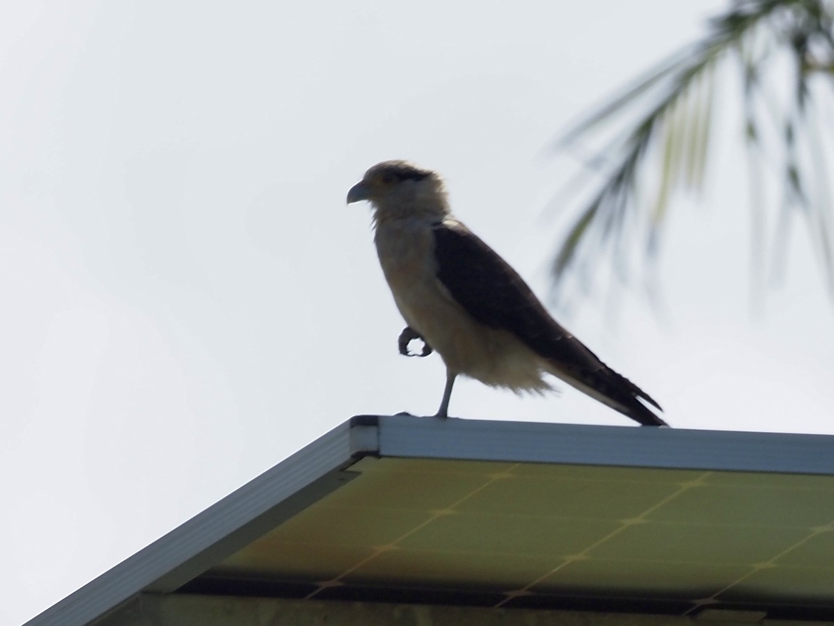 Caracara Chimachima - ML646997275