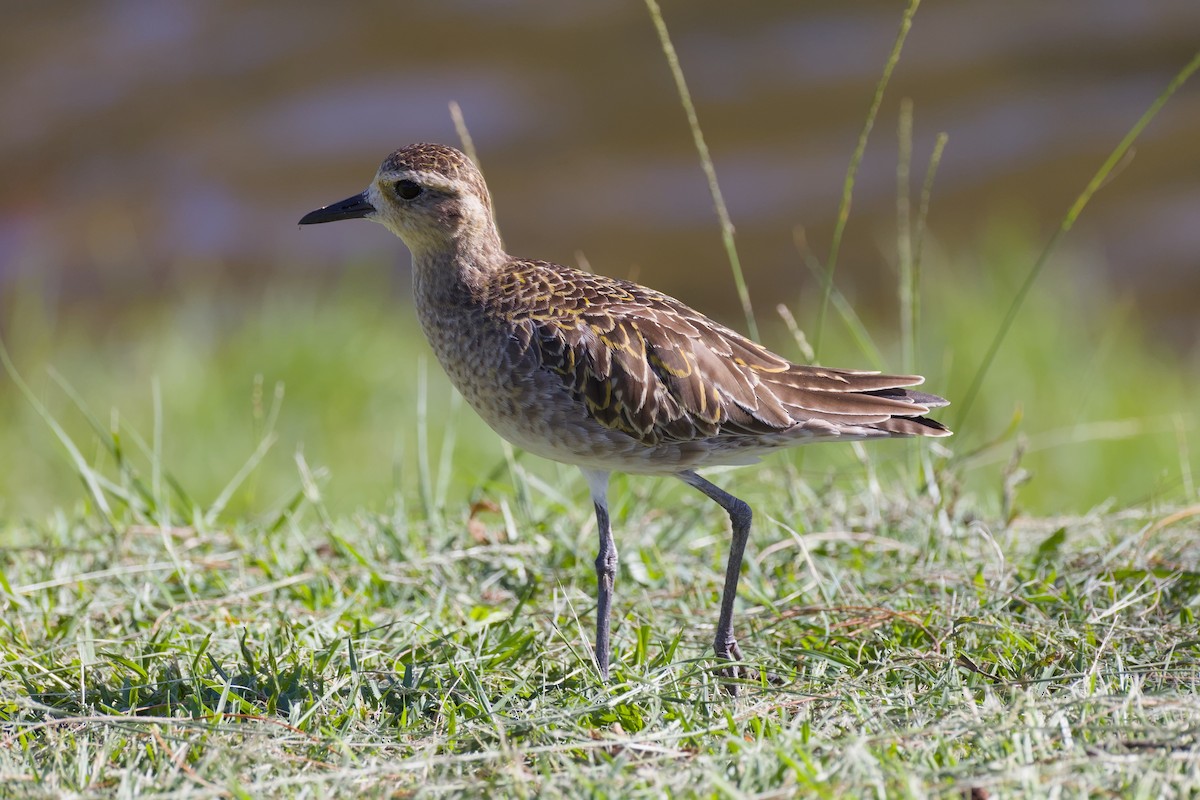 Pacific Golden-Plover - ML646997277