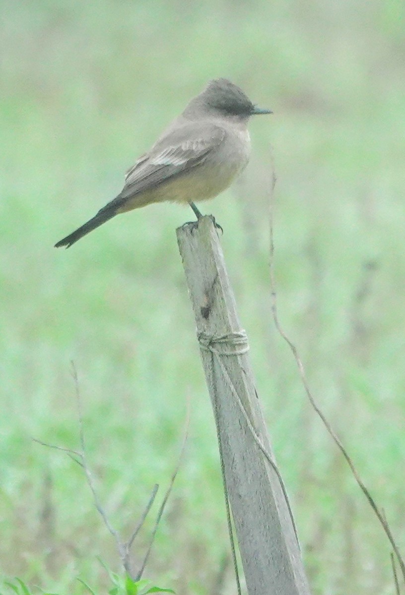 Zimtbauch-Phoebetyrann - ML646997278