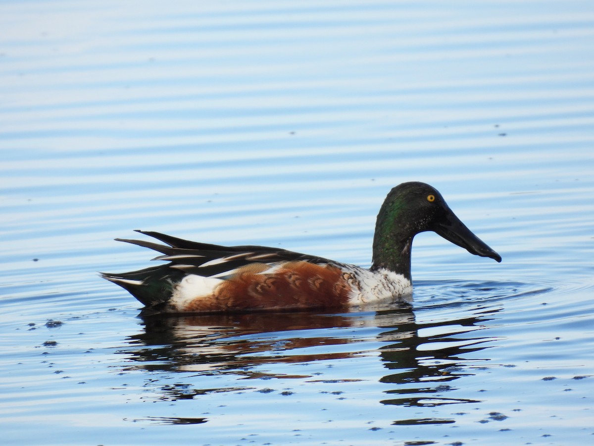 Northern Shoveler - ML646997283