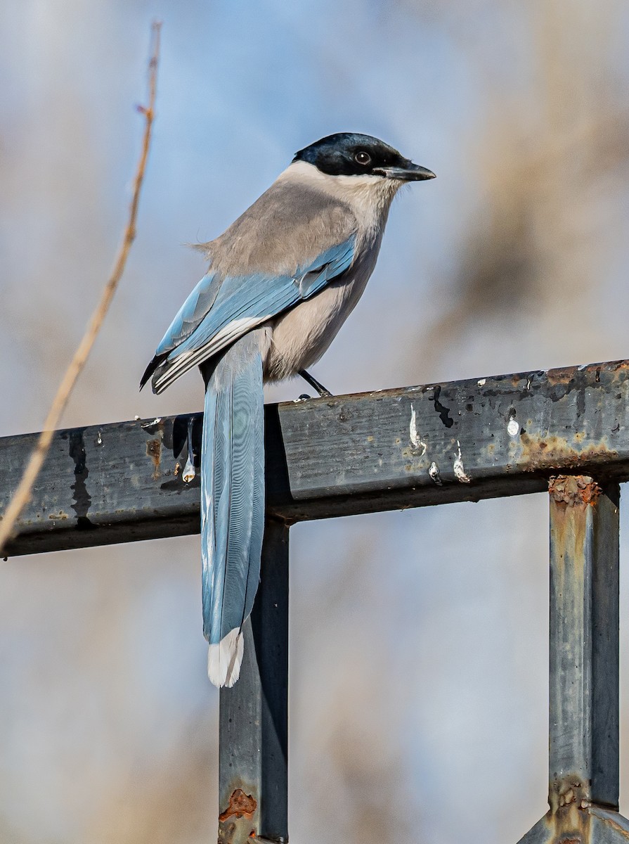 Azure-winged Magpie - ML646997285