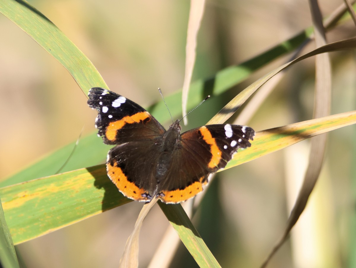 Red Admiral - ML646997286