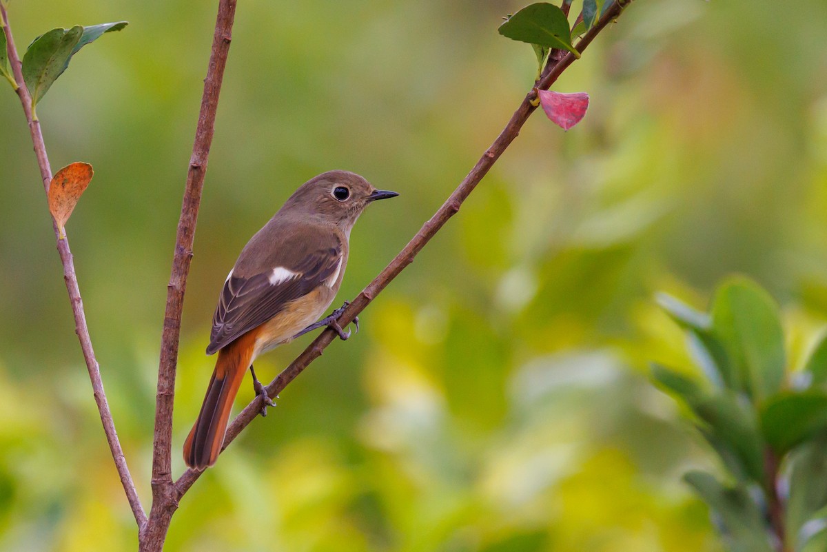 Daurian Redstart - ML646997292