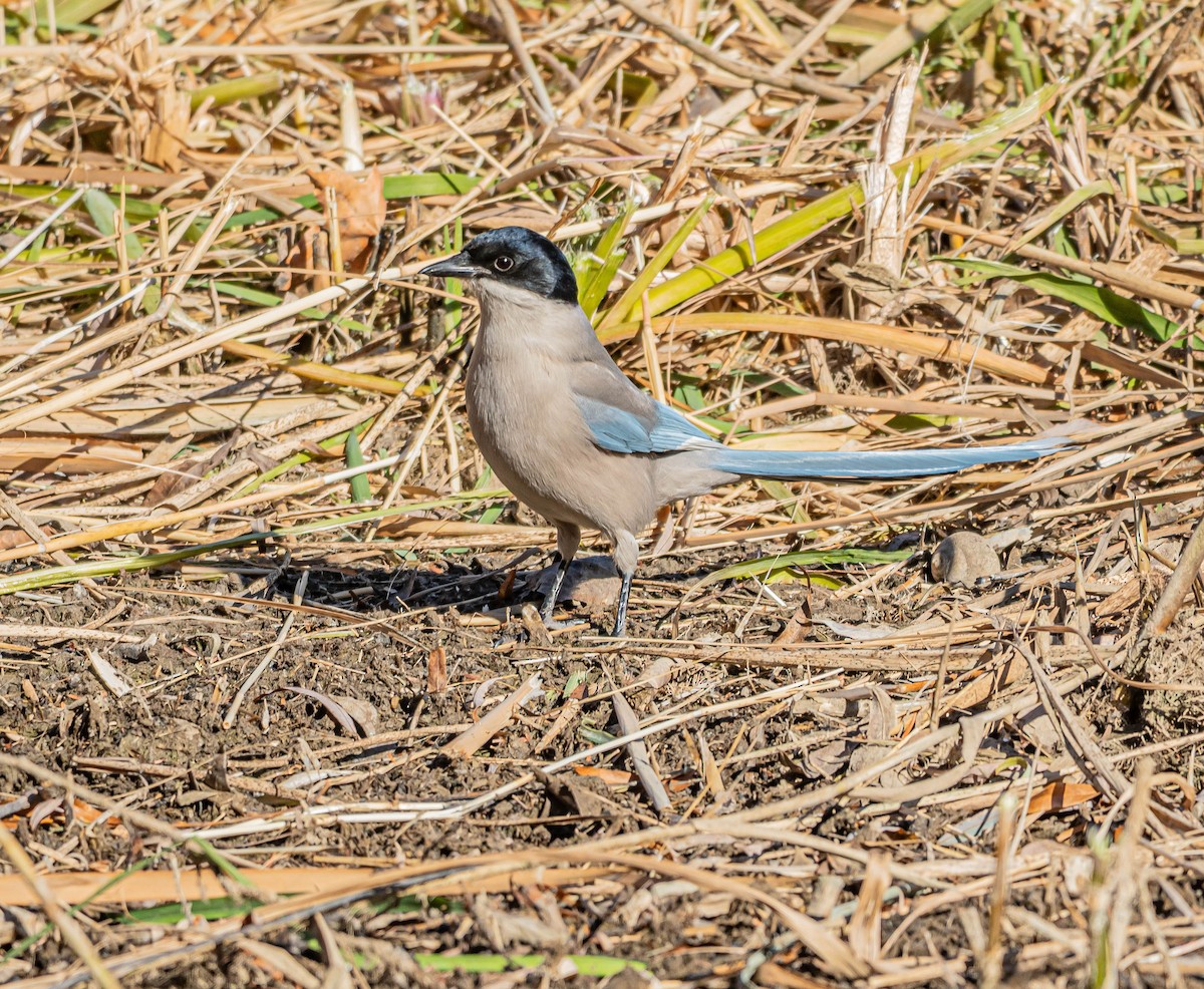 Azure-winged Magpie - ML646997294