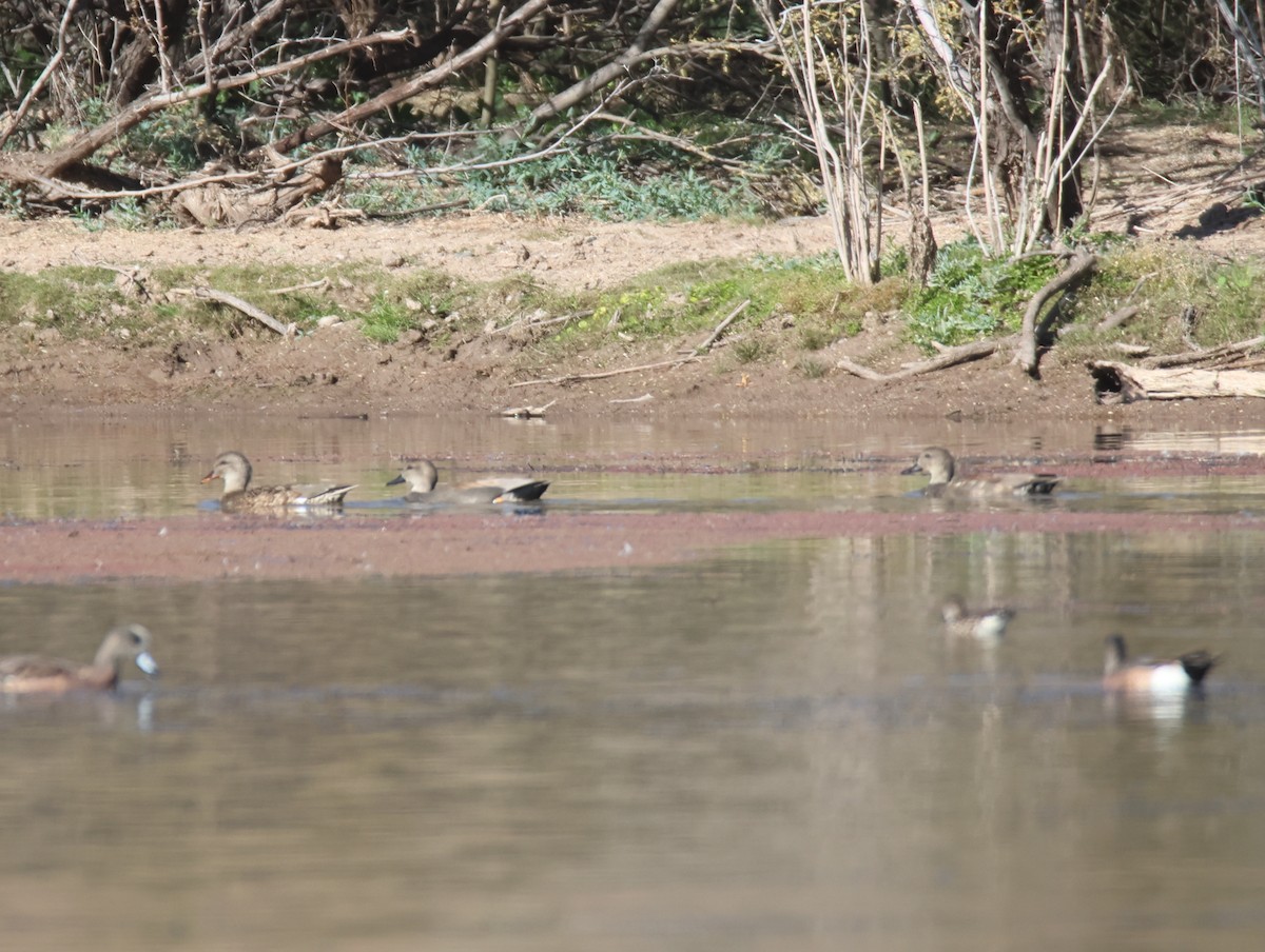 Gadwall - ML646997295