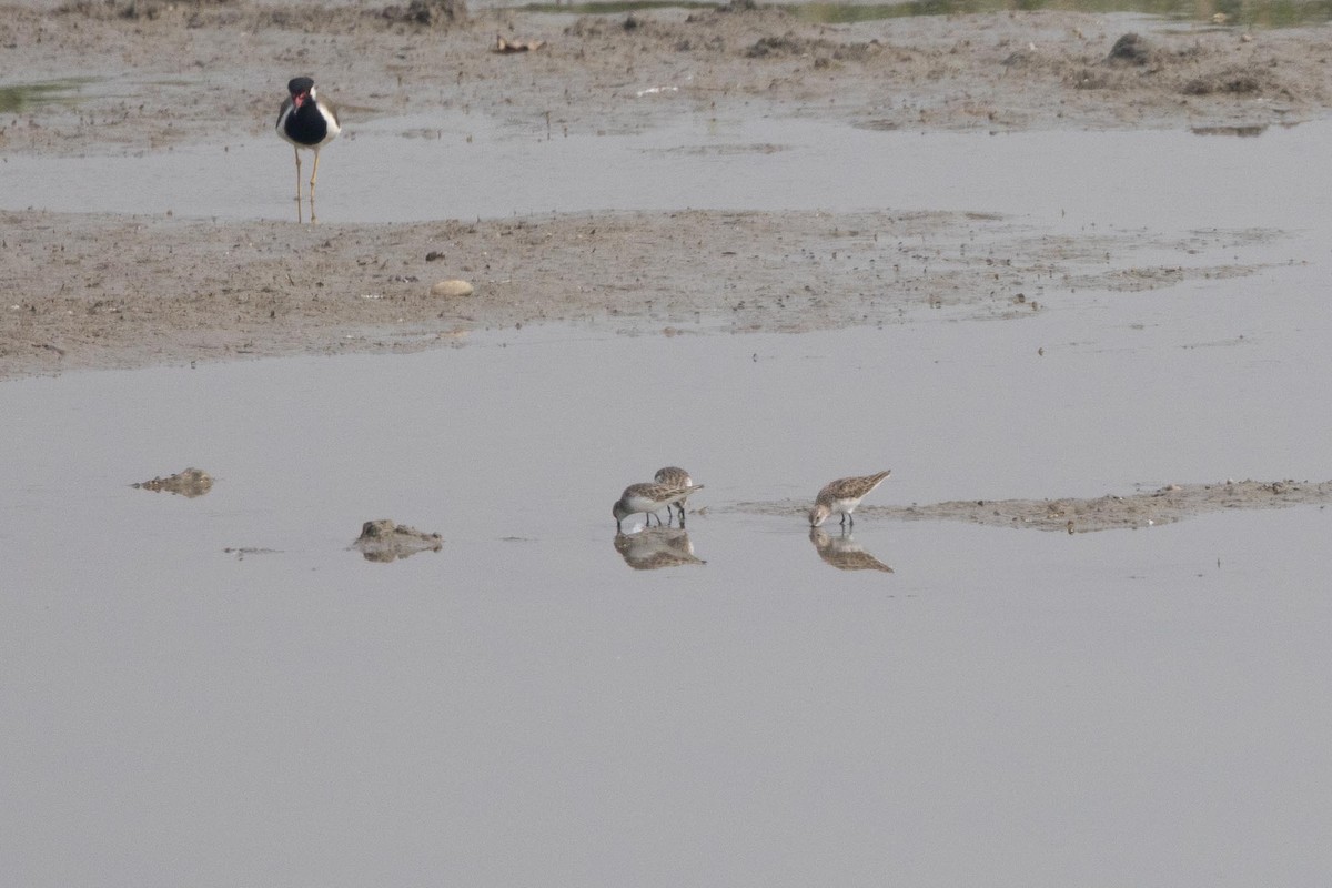 Küçük Kumkuşu - ML646997299