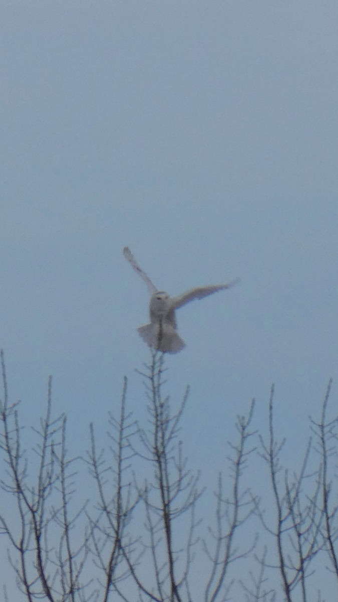 Elur-hontza - ML646997300