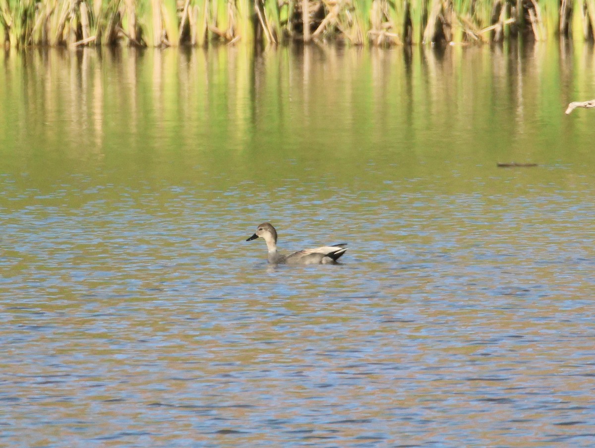 Gadwall - ML646997304