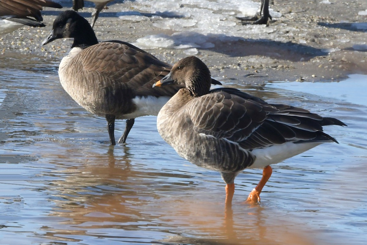Tundra Bean-Goose - ML646997309