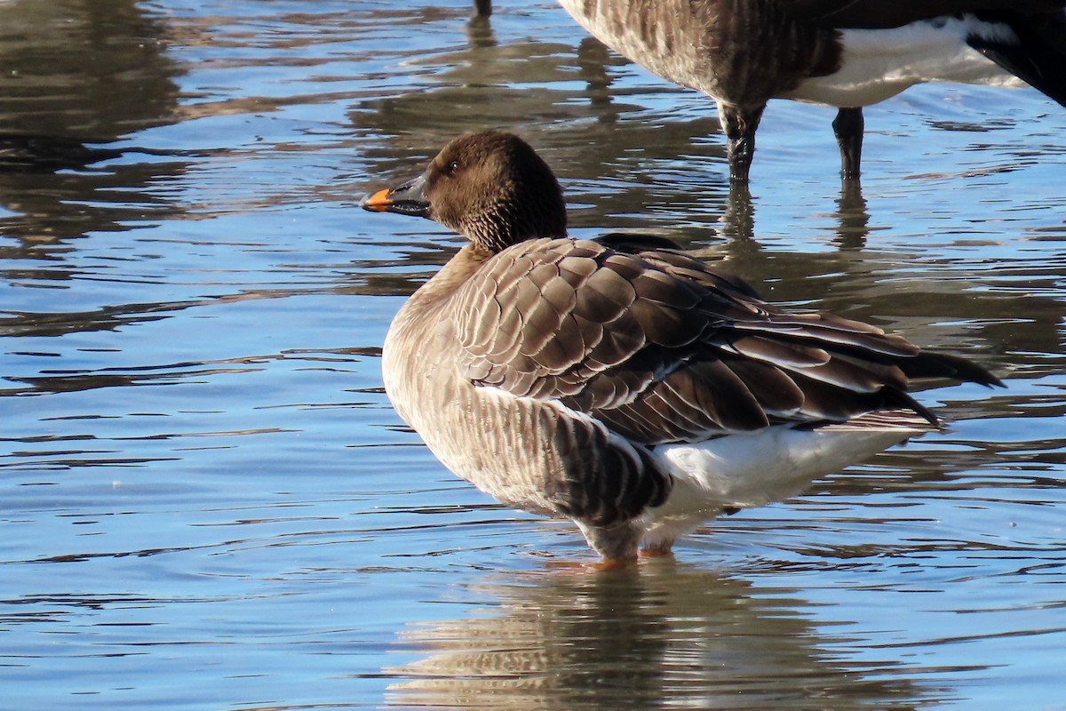 Tundra Bean-Goose - ML646997318