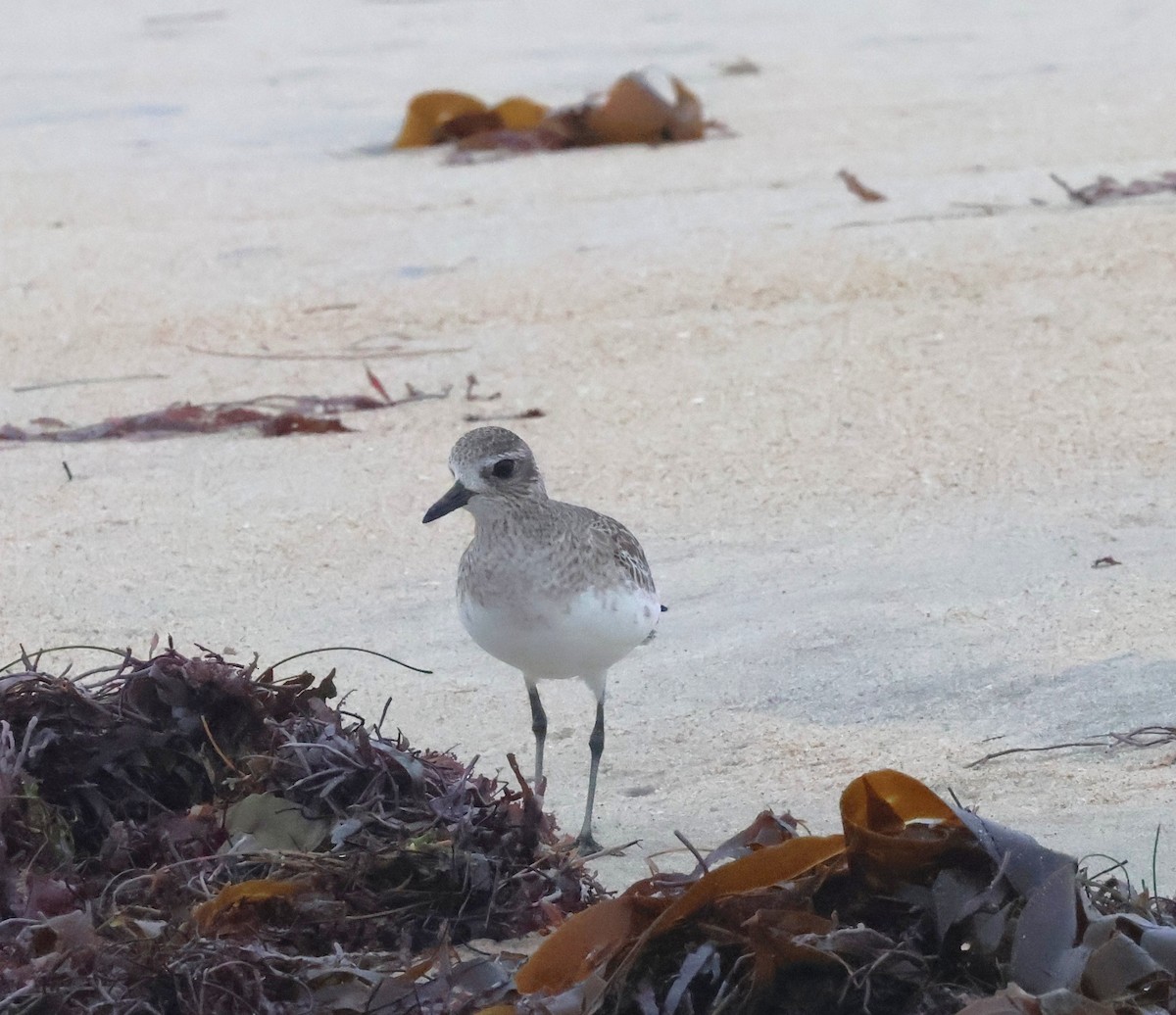Black-bellied Plover - ML646997324