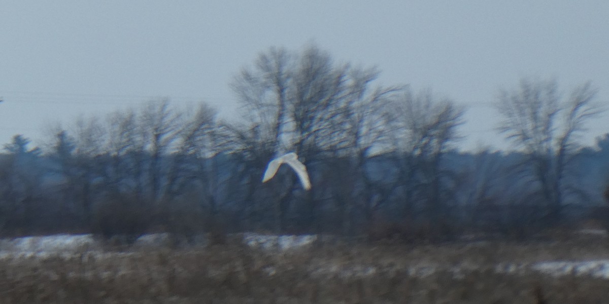 Elur-hontza - ML646997325