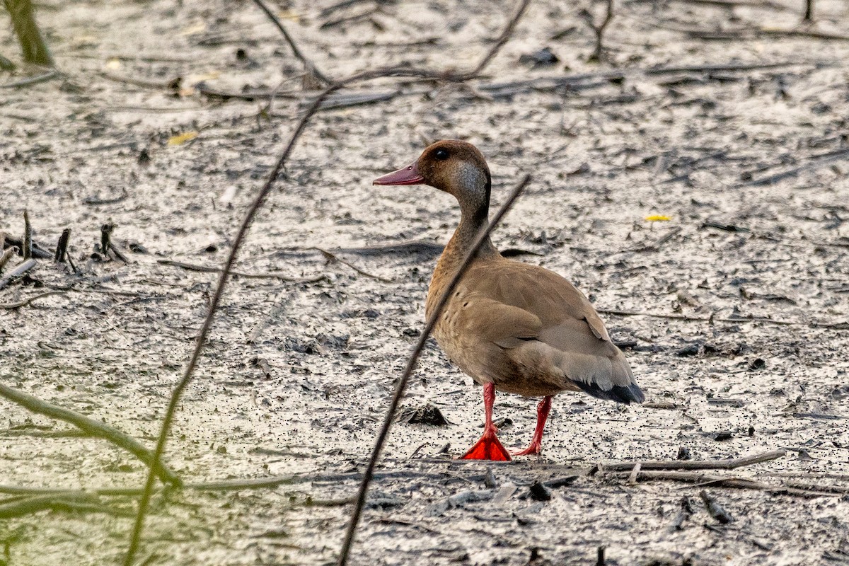 Brazilian Teal - ML646997330