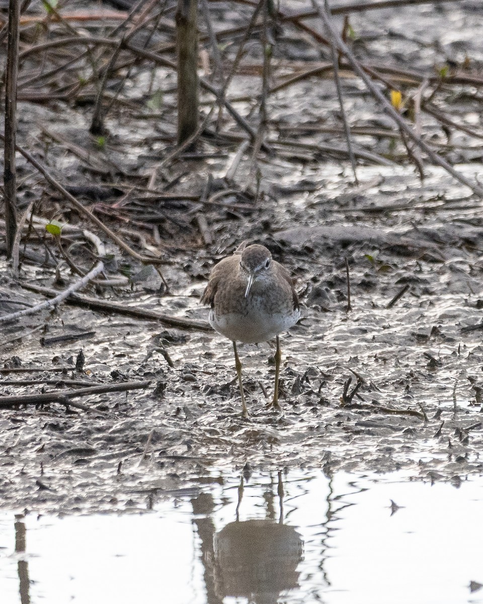 Solitary Sandpiper - ML646997335