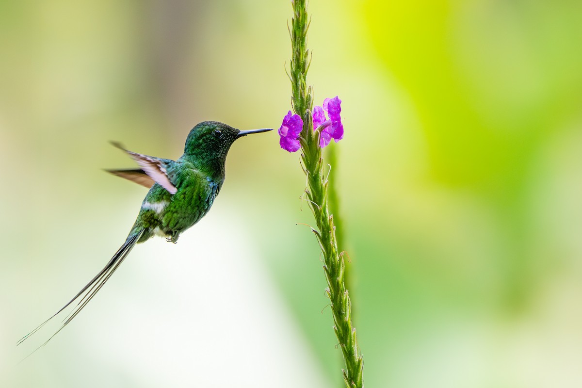 Зелёная шипохвостка - ML646997341