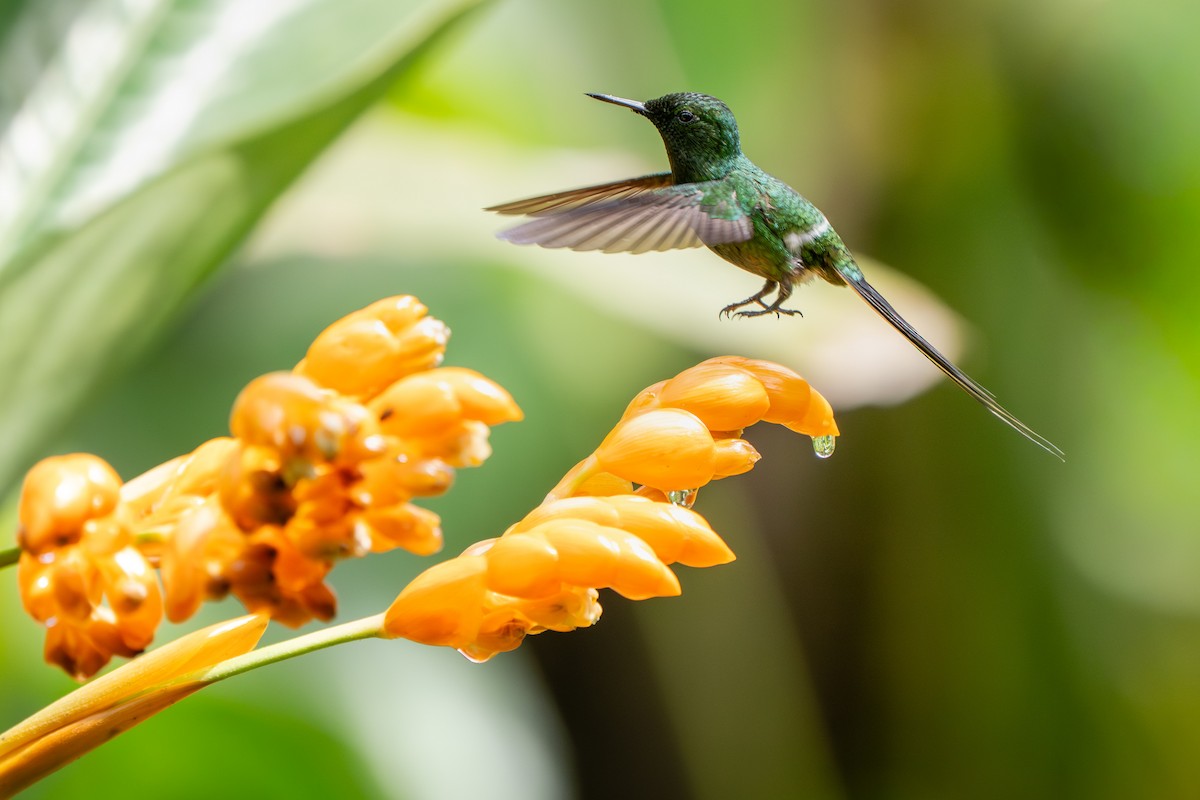 Зелёная шипохвостка - ML646997342