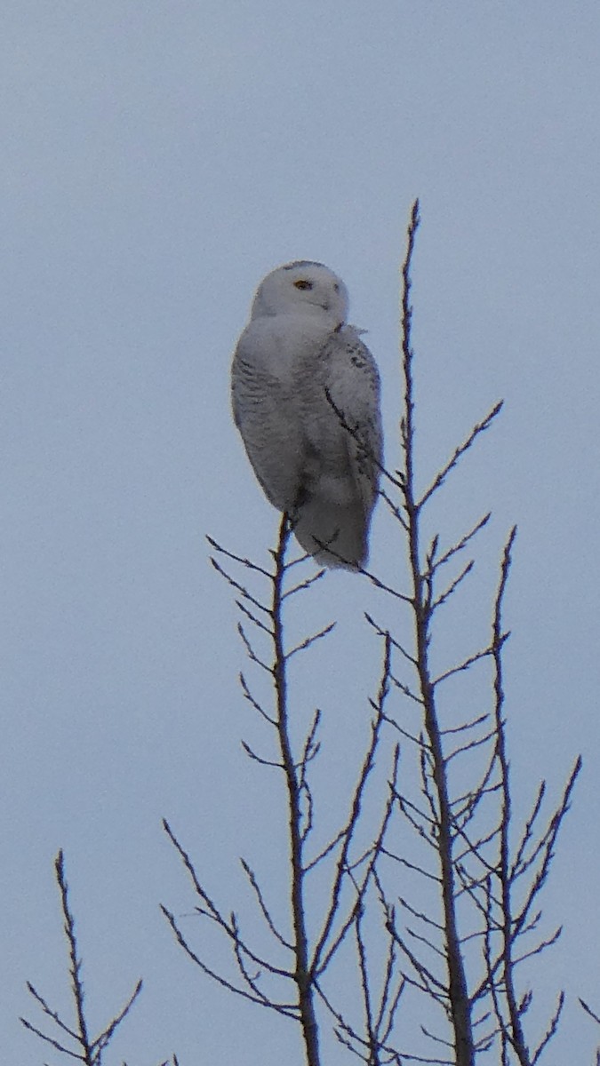 Elur-hontza - ML646997343