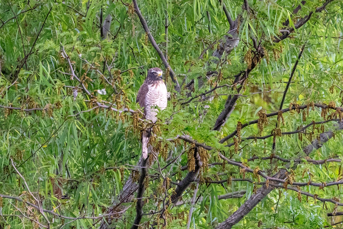 káně krahujová - ML646997344