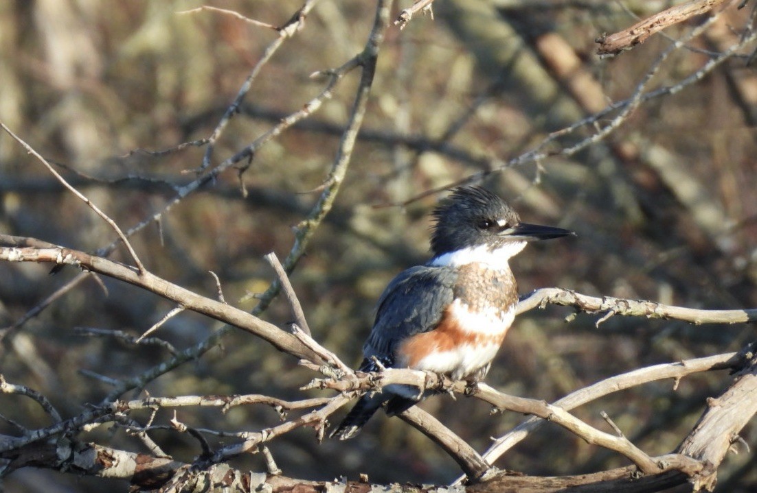 Belted Kingfisher - ML646997345
