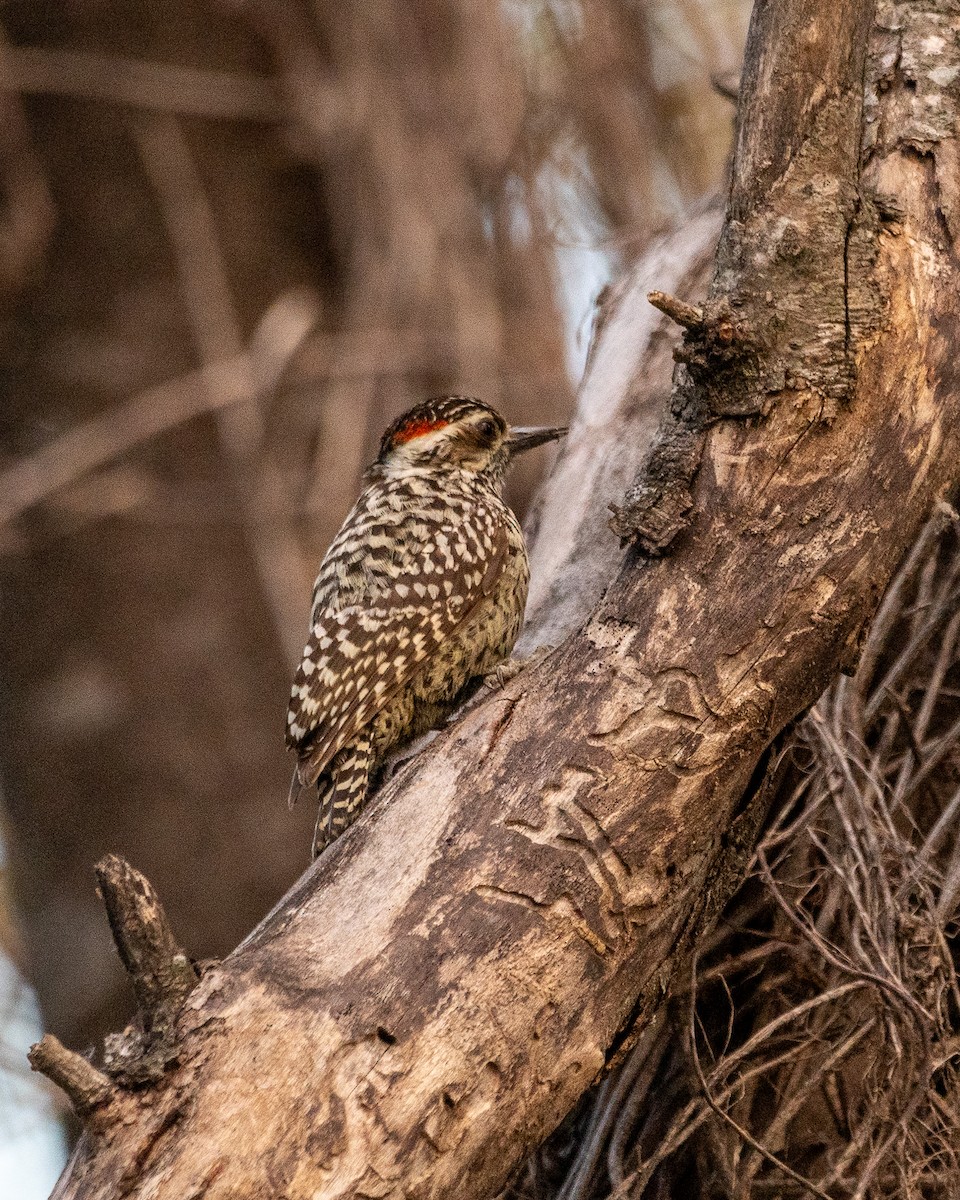 alvespett - ML646997347