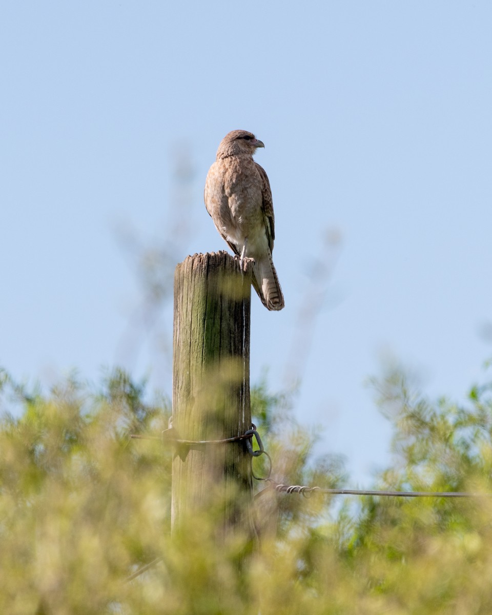 Chimango Caracara - ML646997348