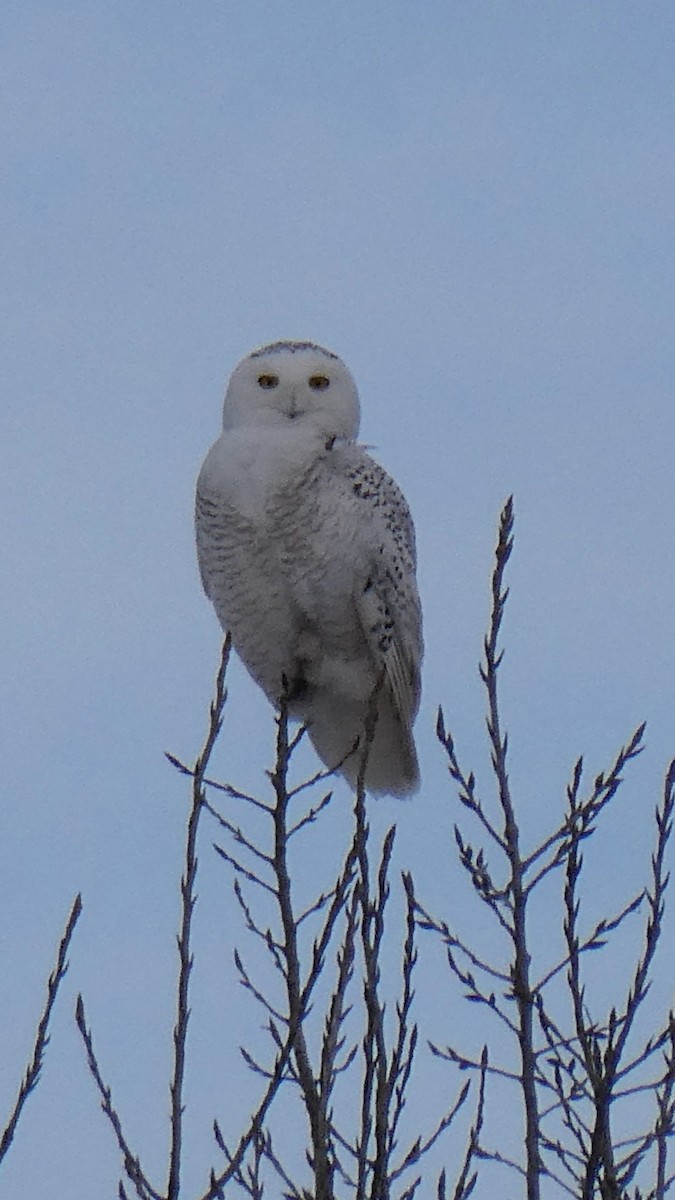 Elur-hontza - ML646997350