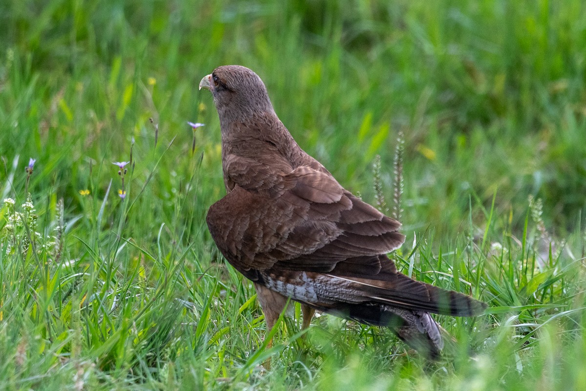 Chimango Caracara - ML646997351