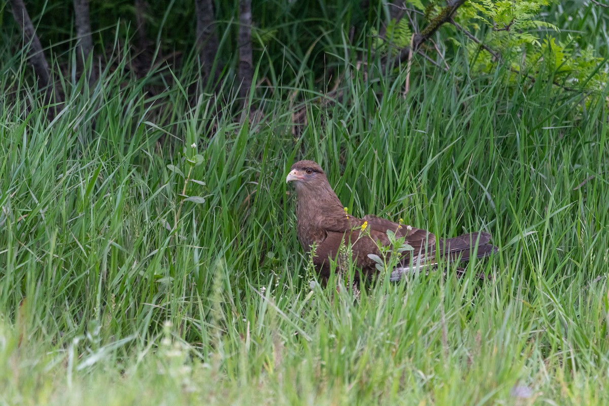 Chimango Caracara - ML646997353