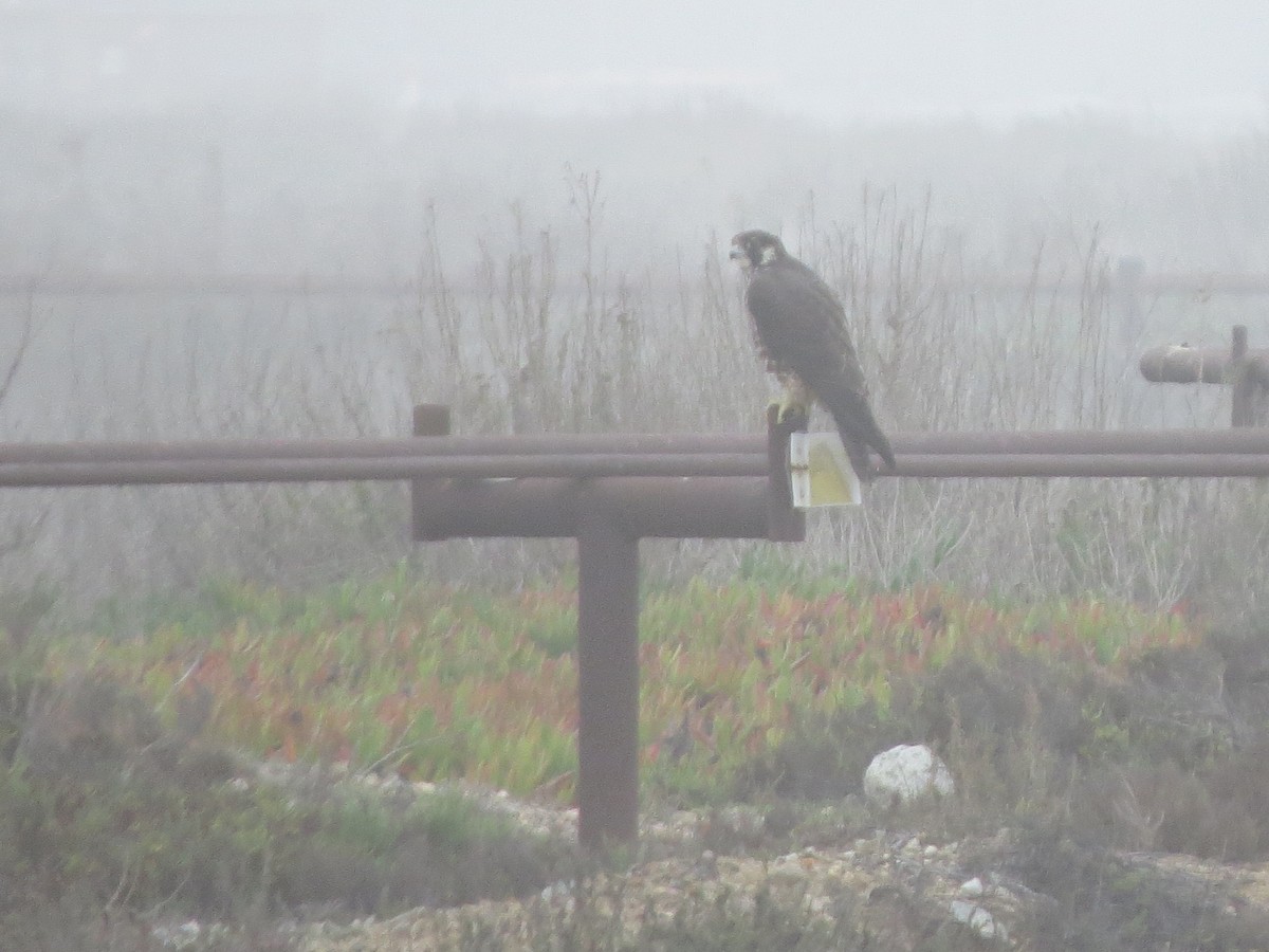 Wanderfalke - ML646997362