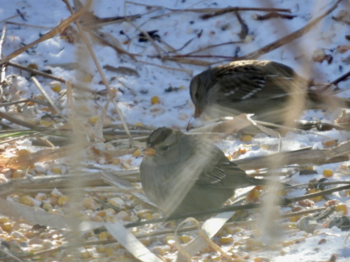White-crowned Sparrow - ML646997363