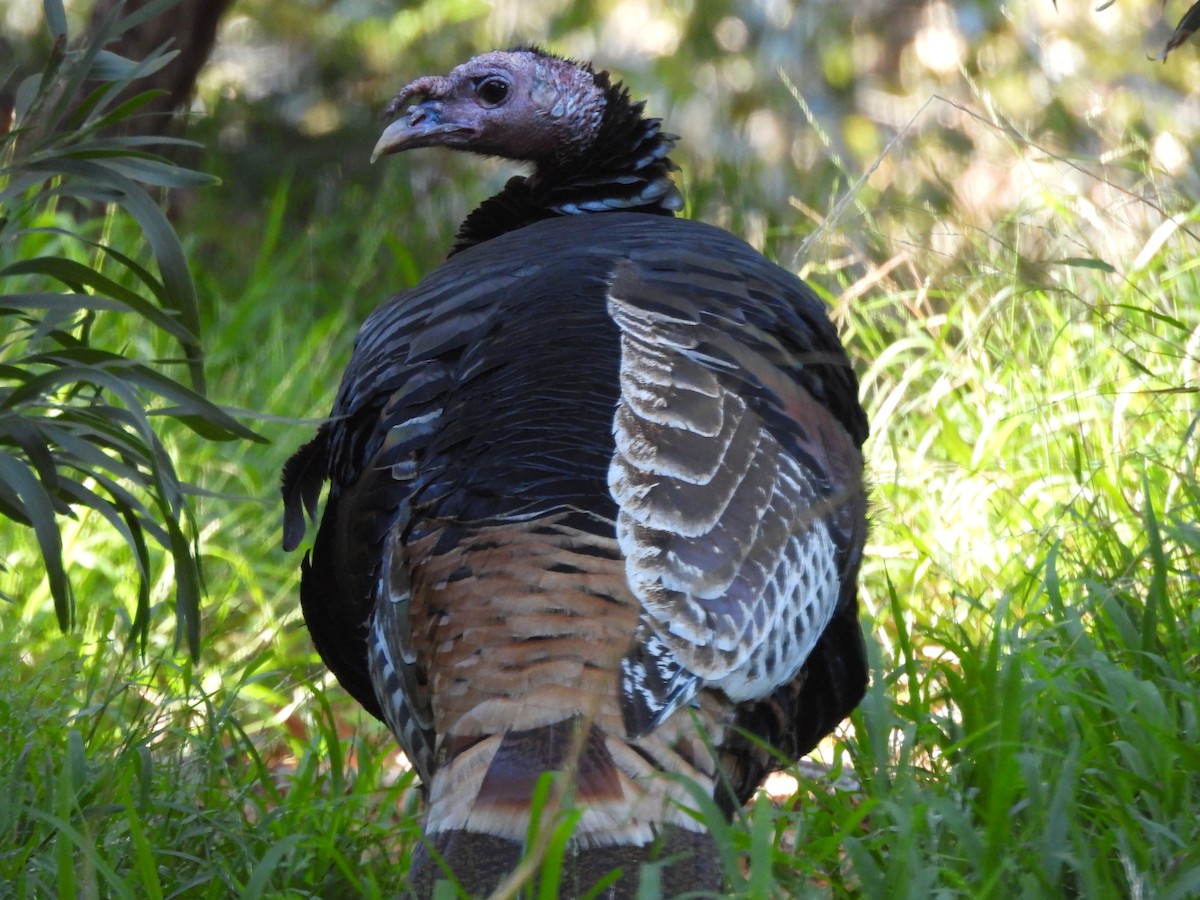 火雞 - ML646997371