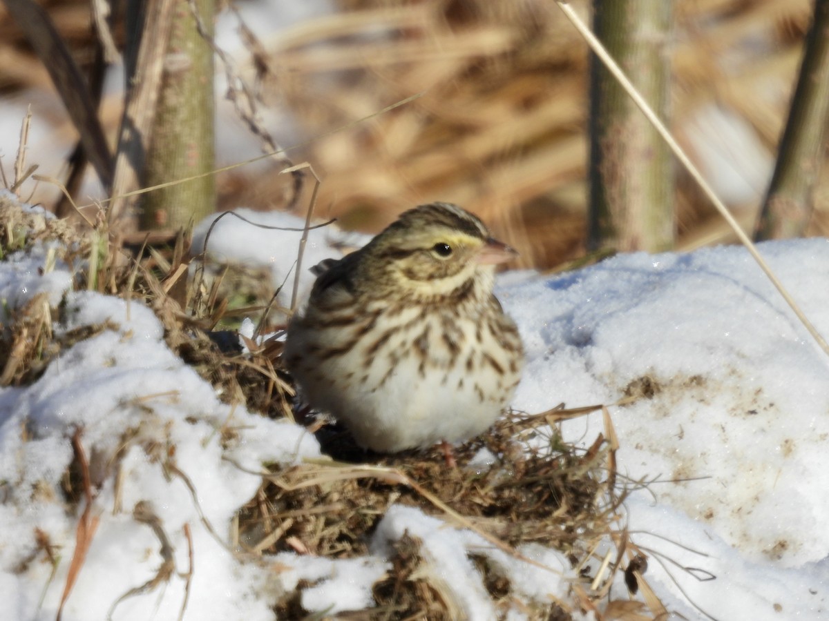 Savannah Sparrow - ML646997375
