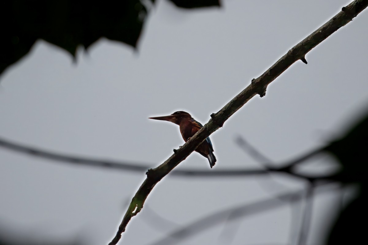 Alción Filipino - ML646997380