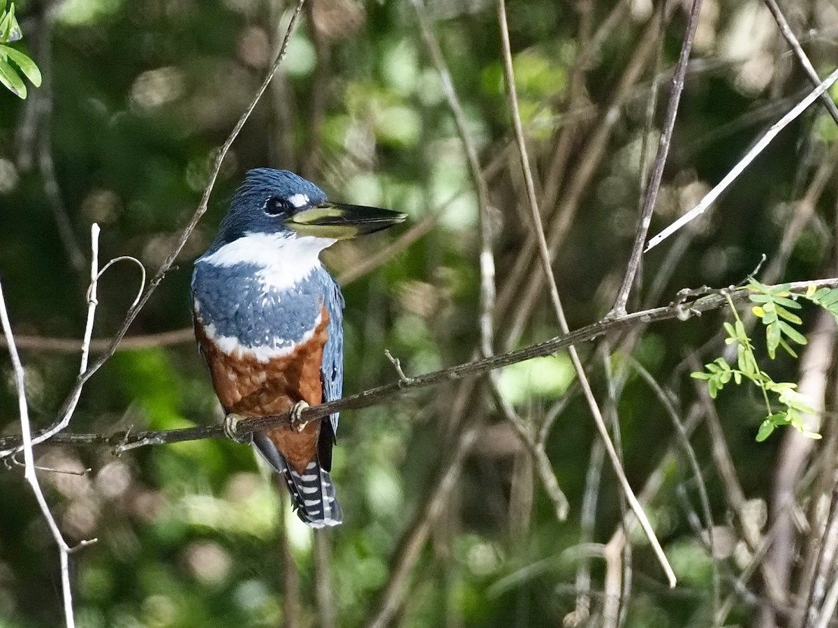 Martín Gigante Neotropical - ML646997381