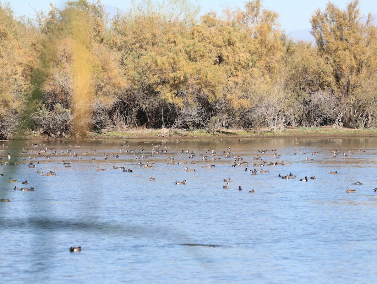 American Wigeon - ML646997386