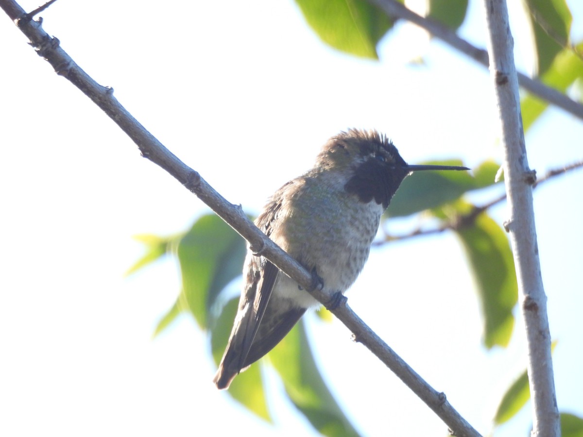 Anna's Hummingbird - ML646997387