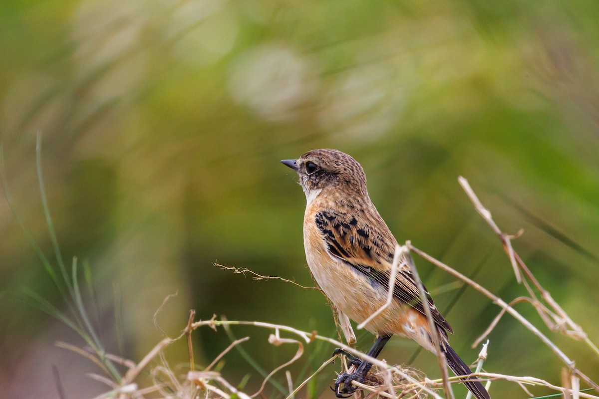 Amur Stonechat - ML646997389