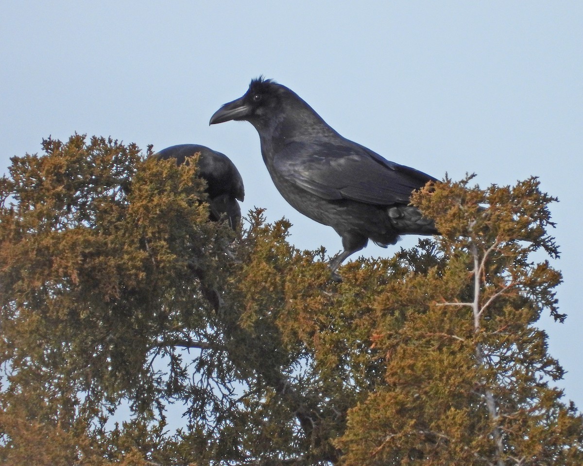 Common Raven - ML646997392