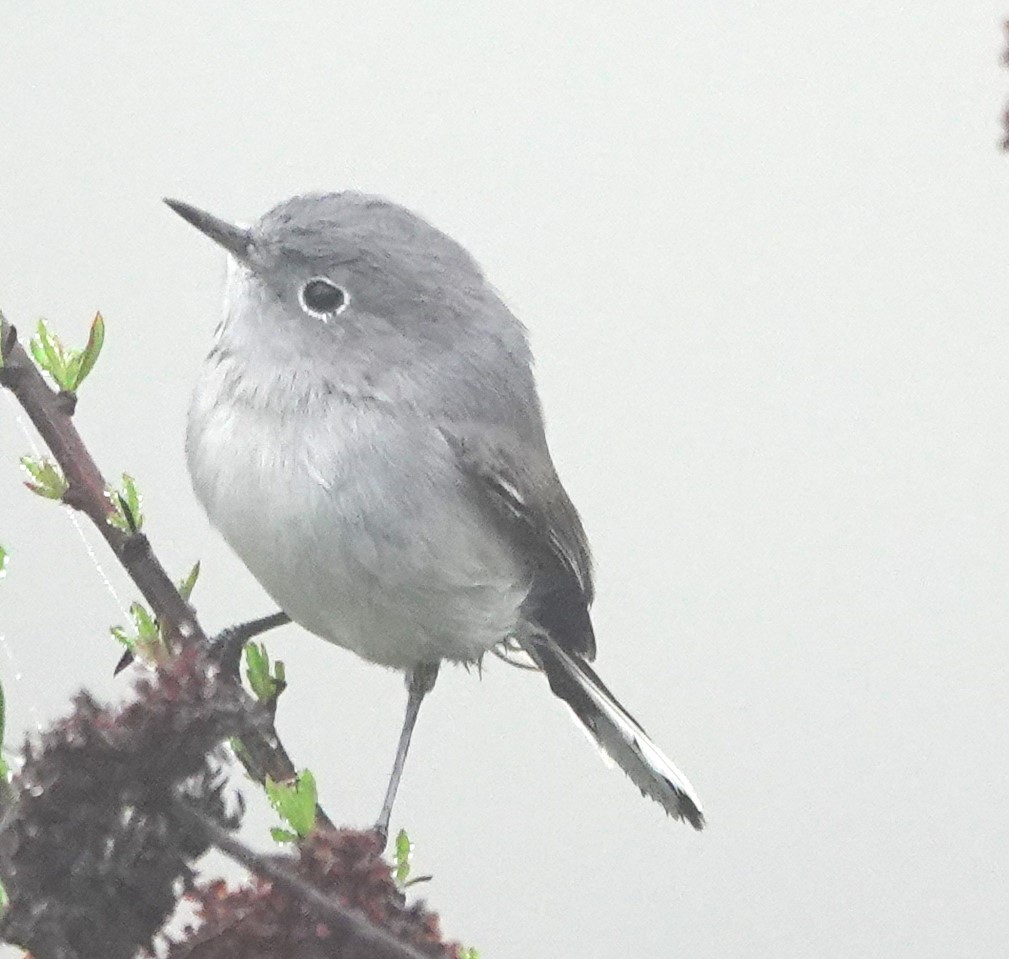 Blue-gray Gnatcatcher - ML646997395