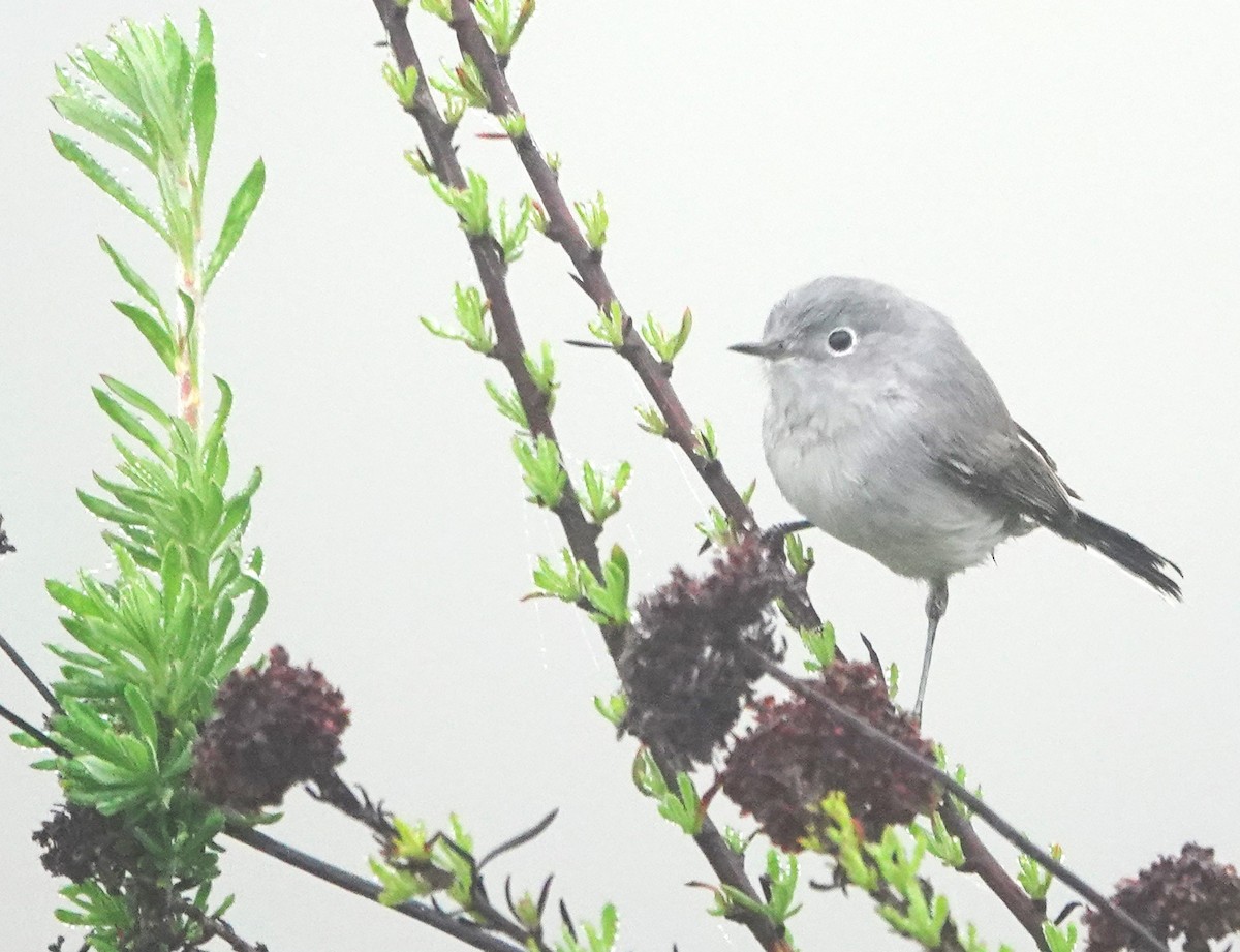 Blue-gray Gnatcatcher - ML646997396
