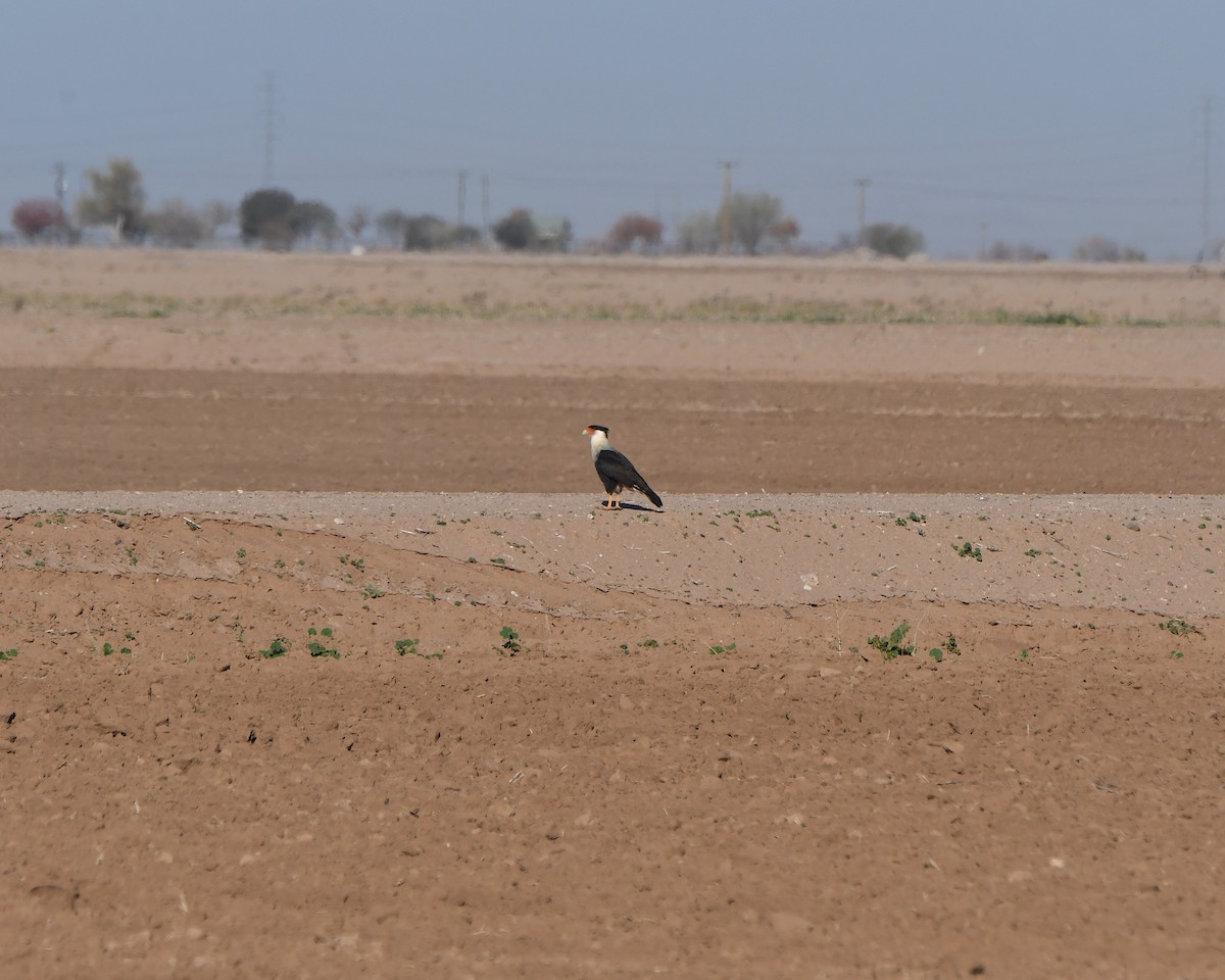 gribbkarakara (cheriway) - ML646997401