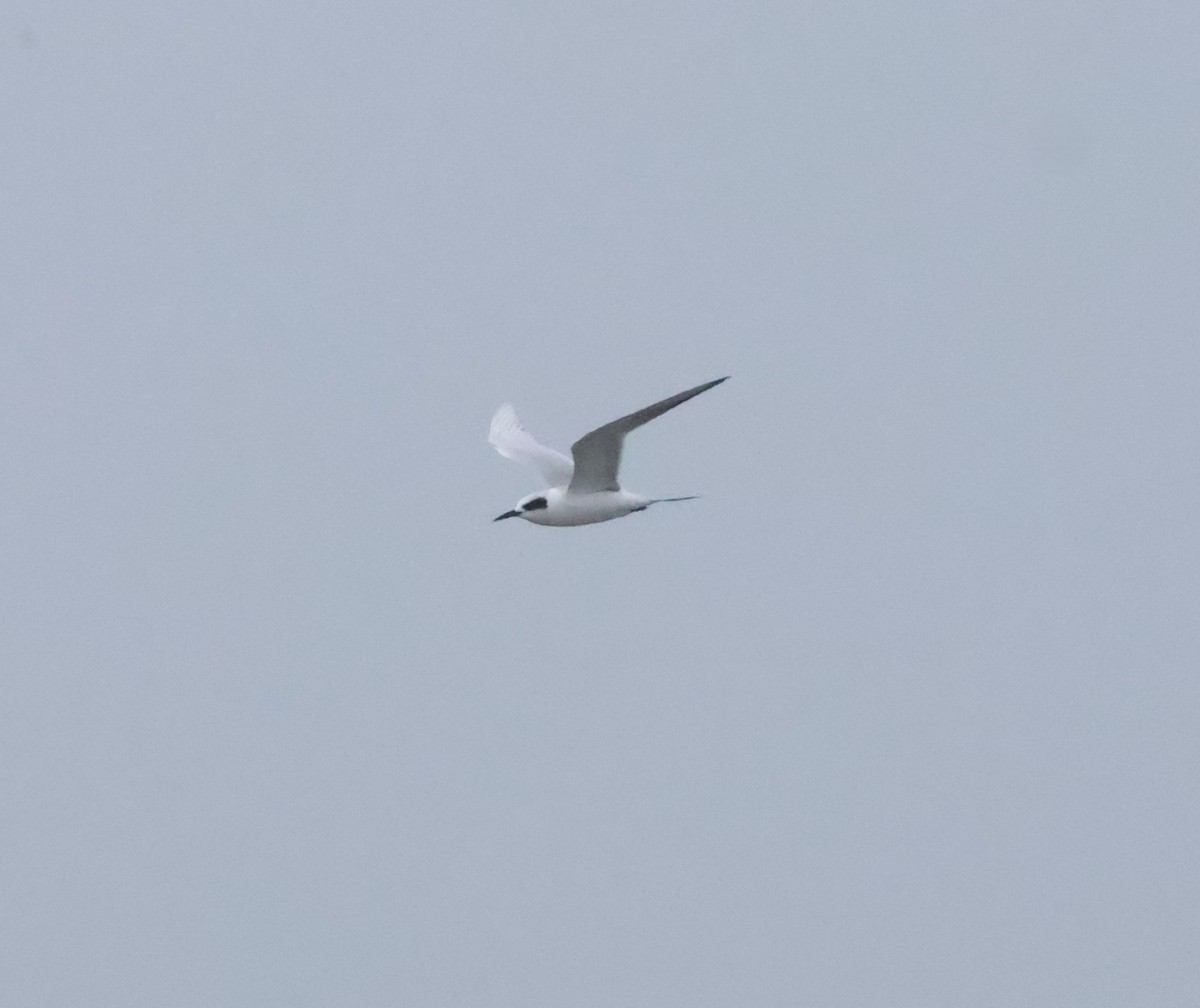 Forster's Tern - ML646997402