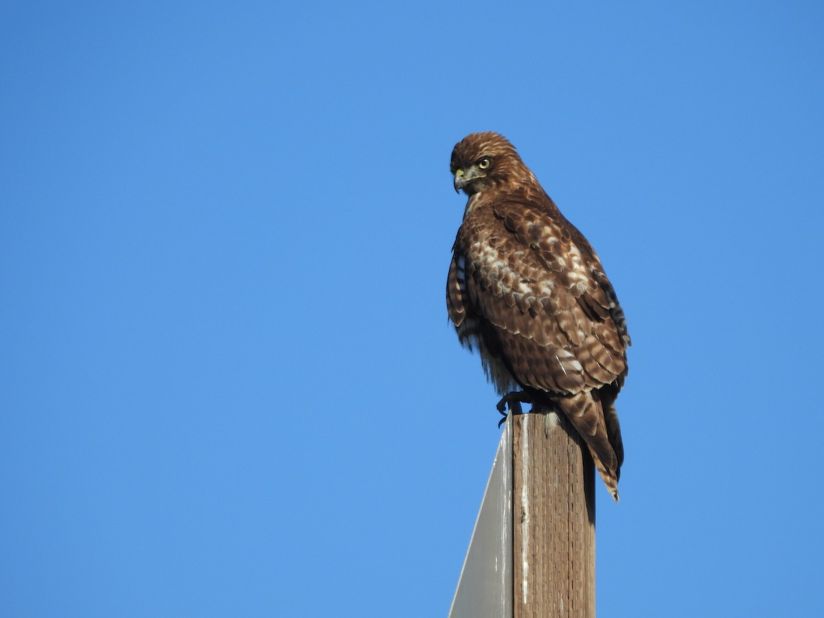 Red-tailed Hawk - ML646997403