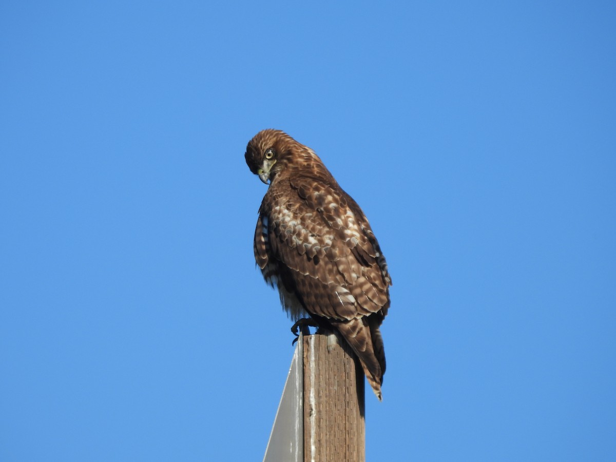 Red-tailed Hawk - ML646997404